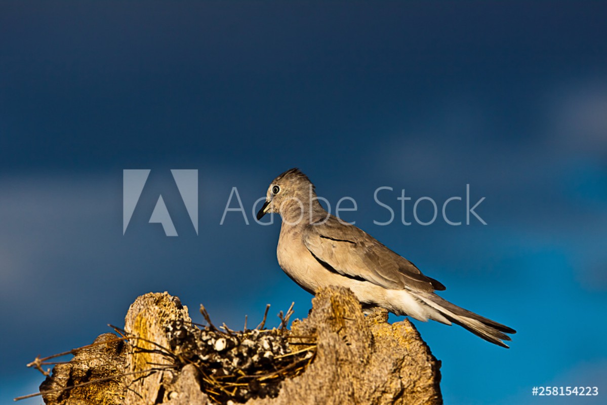 Picture of Rolinha Branca